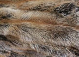 Шкура соболя: критерии выбора