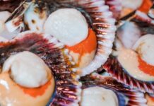 Как выбрать свежий морской гребешок