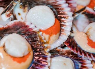 Как выбрать свежий морской гребешок